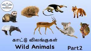 35 Wild Animals In Tamil And English Part 1 Youtube
