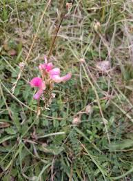 Image result for Sesamum calycinum