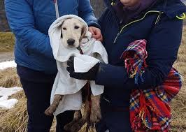 The breed evolved in scotland during the late 1800s and. Golden Retriever Puppy Saved By Mountain Rescue Team Buxton Advertiser