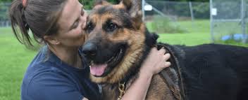 We serve the midwest region of the united states including indiana, michigan and ohio with our amazing gsd puppies. After Two Years 28 Seized German Shepherds Finally Released For Adoption Pet Rescue Report