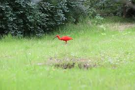 Many services are included with ibis styles prices! Bijzondere Vogel Gespot In Eindhoven Rode Ibis Trekt De Aandacht Eindhoven Ad Nl