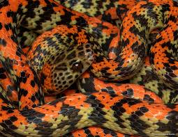 Image result for Ficalhoa