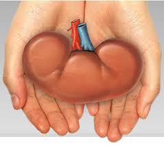 The Following Interview Is Self Explanatory And Insightful It Is Intended To Obtain Some Gems From So Kidney Transplant Kidney Disease Symptoms Kidney Cyst
