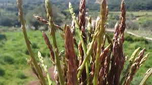 Maybe you would like to learn more about one of these? File Wild Asparagus Cut Jpg Wikimedia Commons