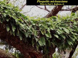 Image result for Pleopeltis