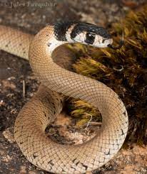 Eastern Brown Snake Pseudonaja Textilis Snake Beautiful Snakes Viper Snake