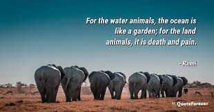 148 quotes from water for elephants: Rumi Quote For The Water Animals The Ocean Is Like A Quoteforever