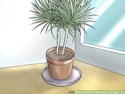 How To Care For A Madagascar Dragon Tree Dragon Tree Madagascar Dragon Tree Dragon Tree Plant