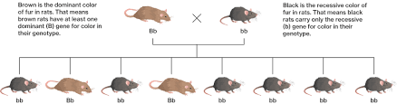 Maybe you would like to learn more about one of these? Origins Of Genetic Variation Course Hero