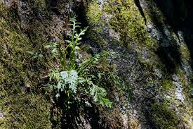 Image result for Asplenium theciferum