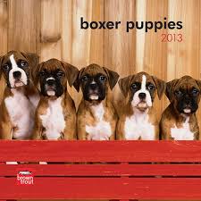Boxer Puppies 2013 Mini Wall Calendar Boxer Puppies Puppies Boxer Dogs