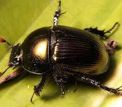Maybe you would like to learn more about one of these? Dung Beetle It Is Not Only The Strongest Insect But Also A Strongest Animal Founded In Planet By Comparing Its Weight It C Insects Dung Beetle Animal Totems