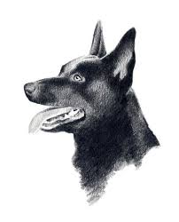 0:48 ► australian kelpie appearance 2:05 ► australian kelpie temperament & training 3:24 ► australian kelpie exercise, care & health problems 4:18 i am happy about every like and comment and it would be very nice if you subscribe to my channel breedstube! Pin On Kelpie