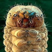 Image result for Demodex folliculorum