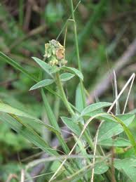 Image result for Crotalaria vasculosa