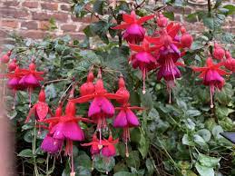 Beautiful Dancing Fushias Gardening Garden Diy Home Flowers Roses Nature Landscaping Horticulture Fuchsia Plant Fuchsia Flowers Beautiful