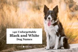 139 Black And White Inspired Dog Names To Consider Lovetoknow