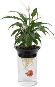 But, these death sports are extremely deadly. Amazon Com Penn Plax Aquaponic Betta Fish Tank Promotes Healthy Environment For Plants And Fish 5 Gallon Capacity Pet Supplies