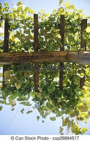 Pin By Cristina Sciarra The Roaming On Patrick S Kiwi Garden Garden Fruit Grapes