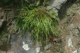 Image result for sleziník Asplenium