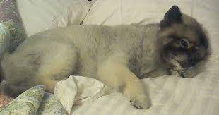 There has been good news and a little bad from my research. Spleen Cancer In Dogs My Miracle Mcguire S Story