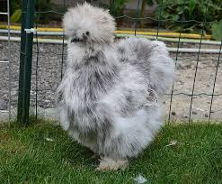 Les fondus de la poule de marans comparent leurs oeufs. Poule Soie Anciennement Denommee Negre Soie Lesrosesduchemin Com