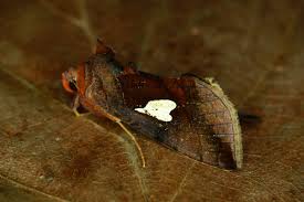 Image result for Autographa bractea