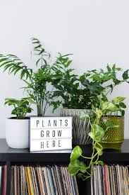 15 Best Indoor Plants for 2021 - Indoor House Plant Reviews