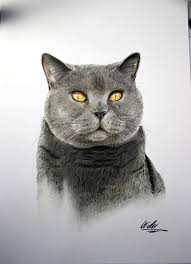 Only the british has the short, plush coat that is often described as crisp or cracking, referring to the way the coat breaks over the contours of the cat. British Blue Shorthair Cat By Michi Artist On Deviantart