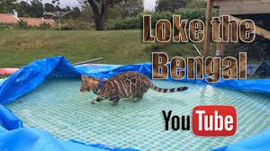 The breed name comes from the leopard cat's taxonomic name. Bengal Cats Love Water Youtube