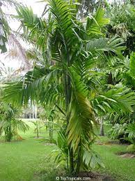 Grog made cave painting other day. Areca Catechu Areca Triandra Areca Palm Betel Nut Bunga Pinang Toptropicals Com