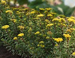 Image result for Sedum