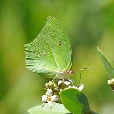 Image result for Afrosolen setifolius