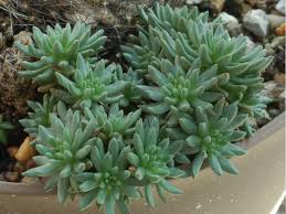 Image result for Streptopetalum