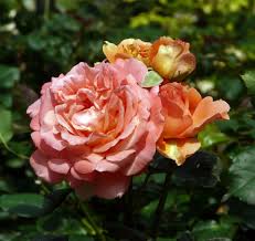 Rosa Etrusca Da Barni Rose Flowers Plants