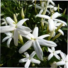 Image result for Jasminum dichotomum