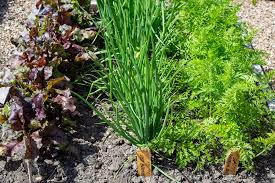 Check spelling or type a new query. Carrot Companion Plants Kellogg Garden Organics