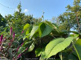 Image result for Argyreia