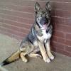 3 females and 5 males available. 1
