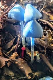 Image result for Eulophia hirschbergii