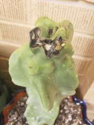 Monstrosus is a slow growing succulent cactus. What Is On My Totem Pole Cactus Succulents