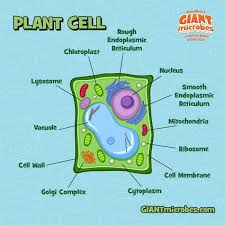 All cells, whether plant cells or animal cells, are basically like a bag of liquid where you have an outer membrane which encloses the cell wall is what gives a plant its structure in lieu of a bony skeleton. Plant Cell