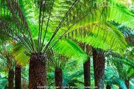 Image result for Cyatheaceae