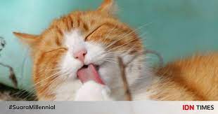 Check spelling or type a new query. 5 Arti Mimpi Bertemu Kucing Pertanda Sedang Dilanda Masalah