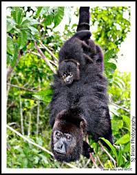 Wow Seeing Howler Monkeys At The Belizian Community Baboon Sanctuary Was Incredible Happy Birthday Jeremiah Howler Monkey Baboon Belize
