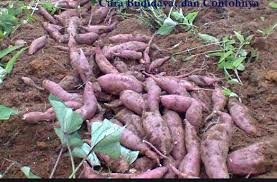Maybe you would like to learn more about one of these? Perkembangbiakan Vegetatif Alami Pada Tumbuhan