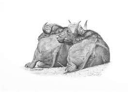 Pencil Drawings For Sale Clive Meredith Wildlife Art Pencil Drawings Animal Art Animal Drawings