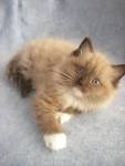MINK and SEPIA Ragdoll kittens and cats for sale in ...