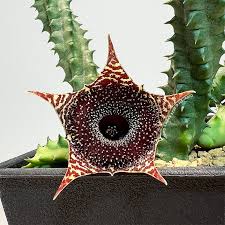 Image result for Huernia