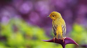 Hd Wallpaper Birds And Flowers Little Bird 1080p Hd Wallpaper Widescreen Birds Wallpaper Hd Animal Wallpaper Bird Wallpaper